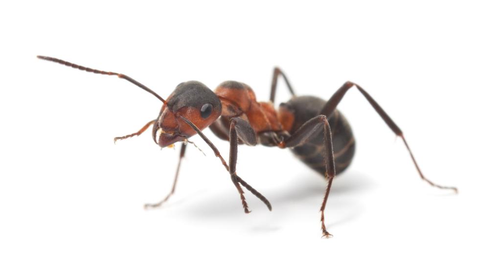 Ant pest control in Bakersfield, Bakersfield pest control
