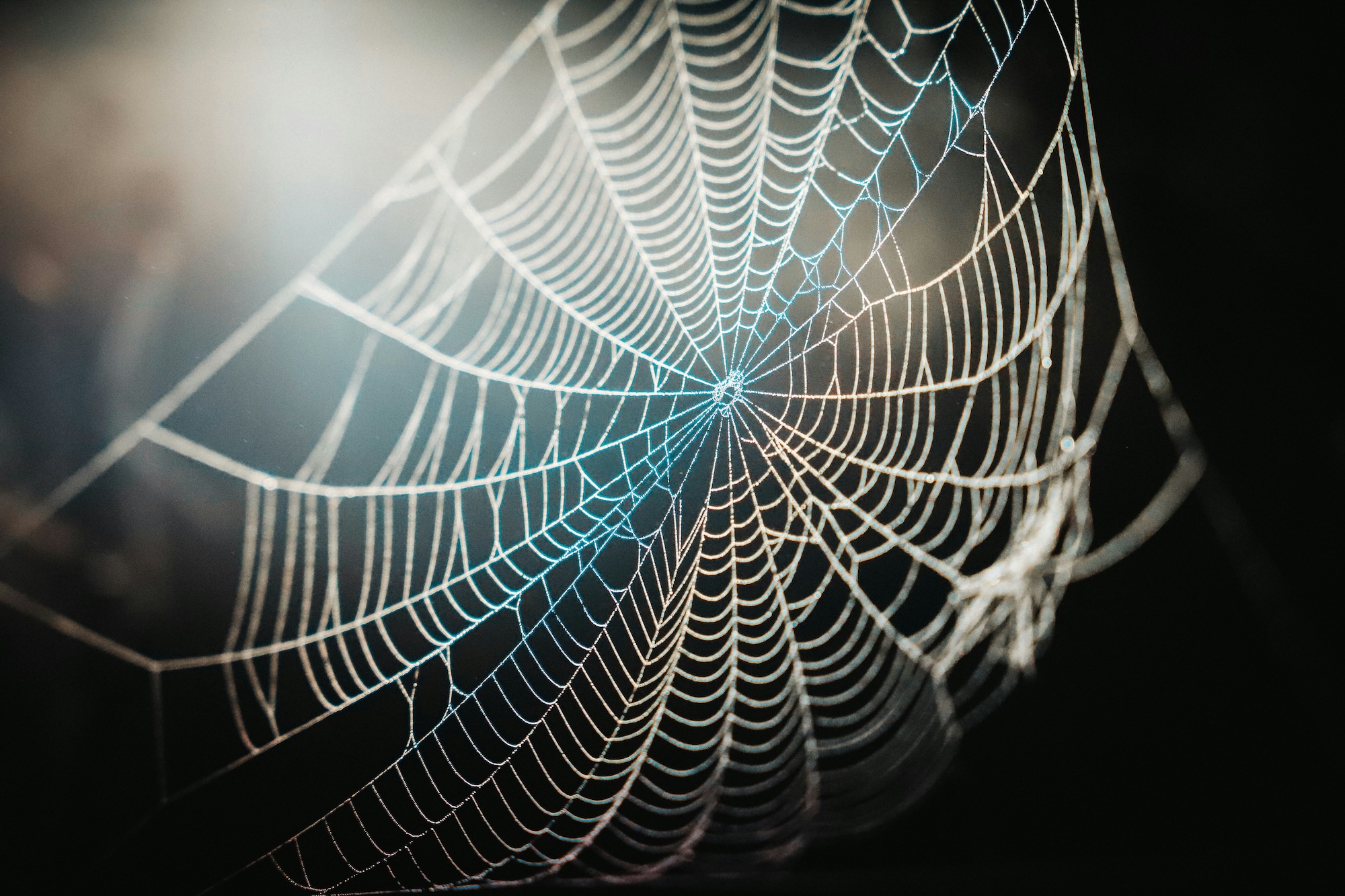Pest Control Bakersfield, Bakersfield Pest Control Company, PESTX